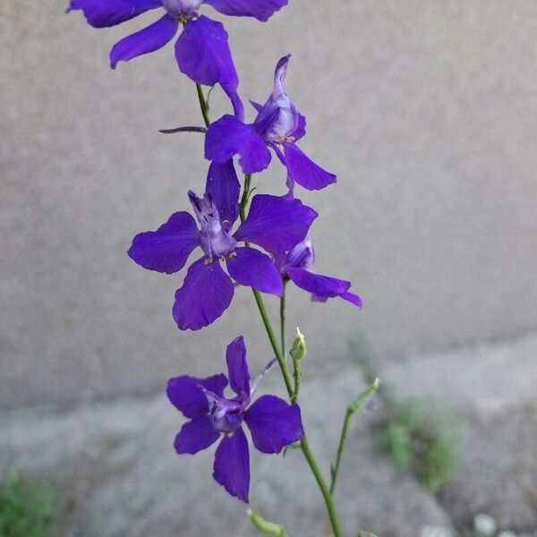 Delphinium ajacis 花