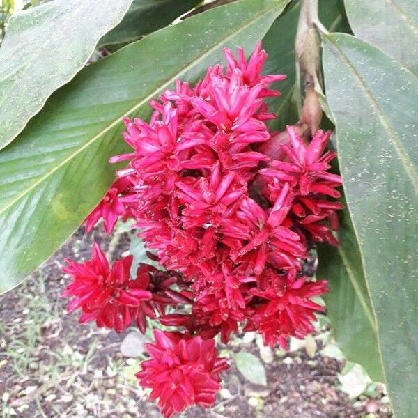 Alpinia purpurata Flower