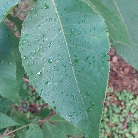 Carya glabra Листок