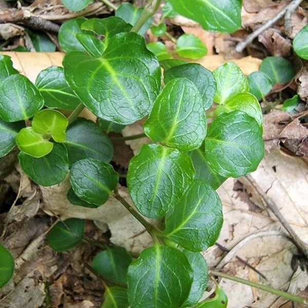 Mitchella repens Leaf