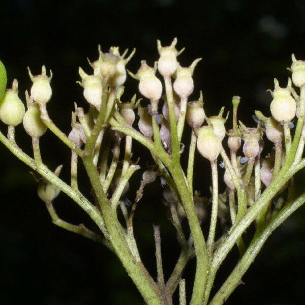 Cornus foemina Fruit