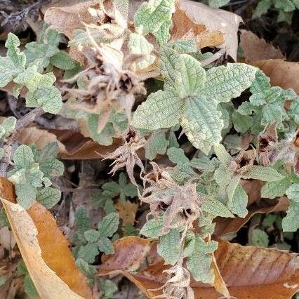 Cistus crispus Blatt