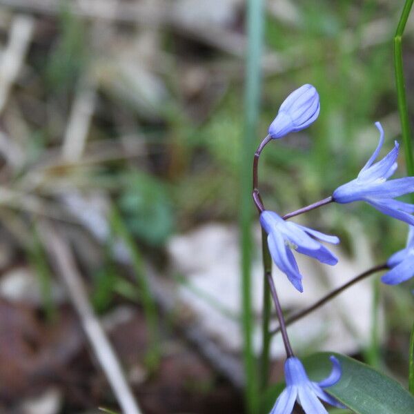 Scilla forbesii Floare