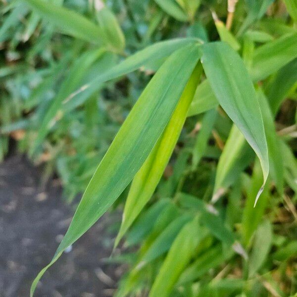 Phyllostachys aurea 葉