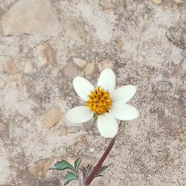 Bidens pilosa फूल