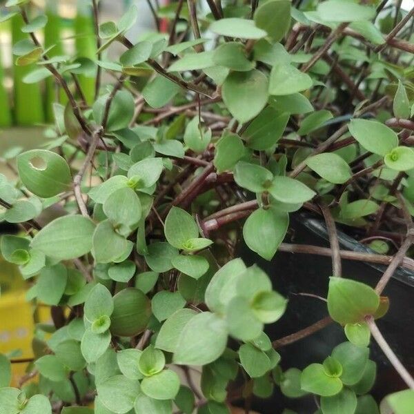 Callisia repens Leaf