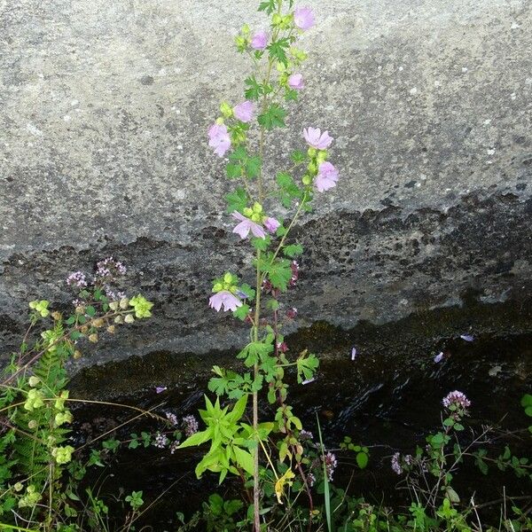 Malva moschata Habitus