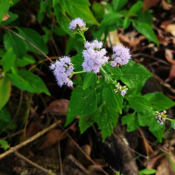 Ageratum conyzoides Flower