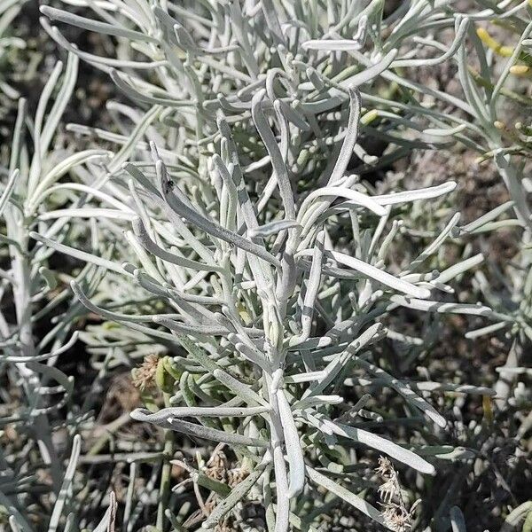 Helichrysum italicum ഇല