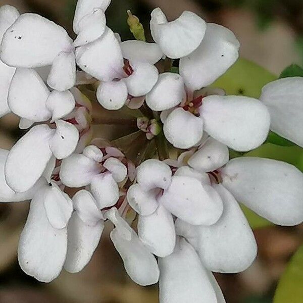 Iberis semperflorens Flower