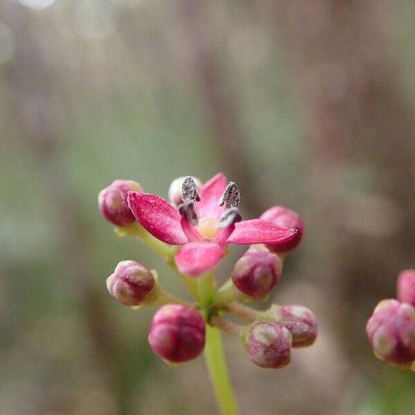 Zanthoxylum sarasinii Blüte