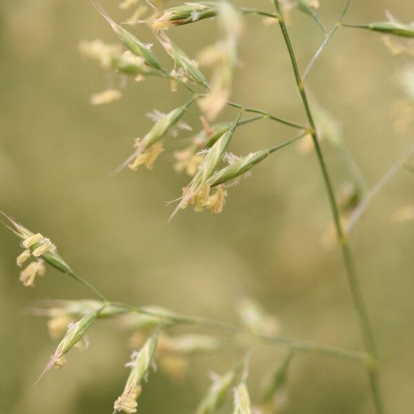 Aira caryophyllea Flower