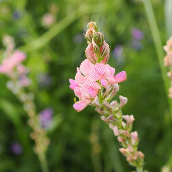 Onobrychis transcaucasica Kwiat