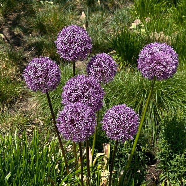 Allium giganteum Floare