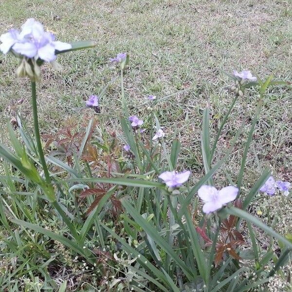 Tradescantia ohiensis ᱛᱟᱦᱮᱸ