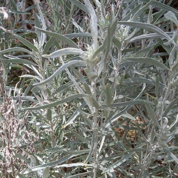 Artemisia cana Leaf