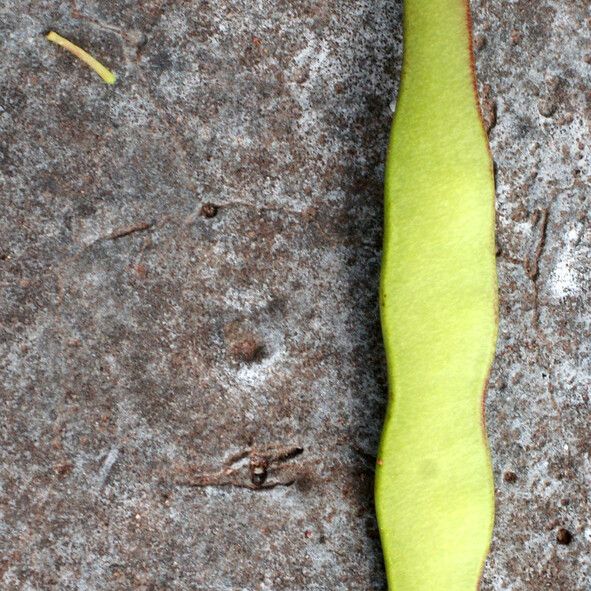 Lonchocarpus heptaphyllus Fruit