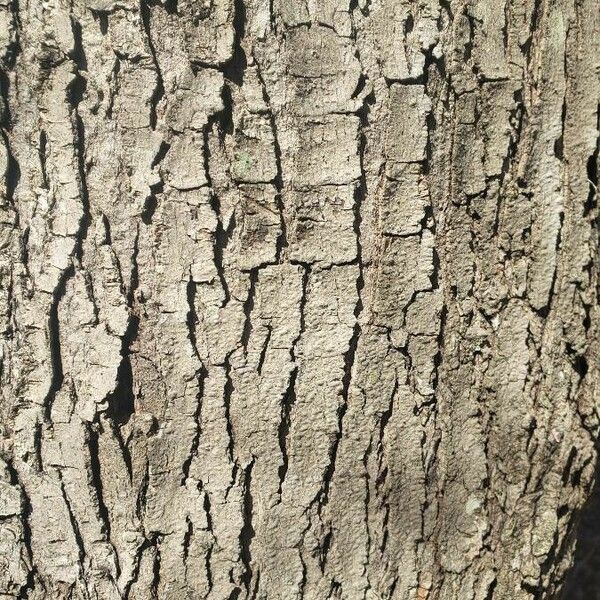 Acer rubrum Bark