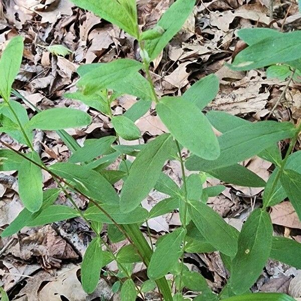 Hypericum punctatum List