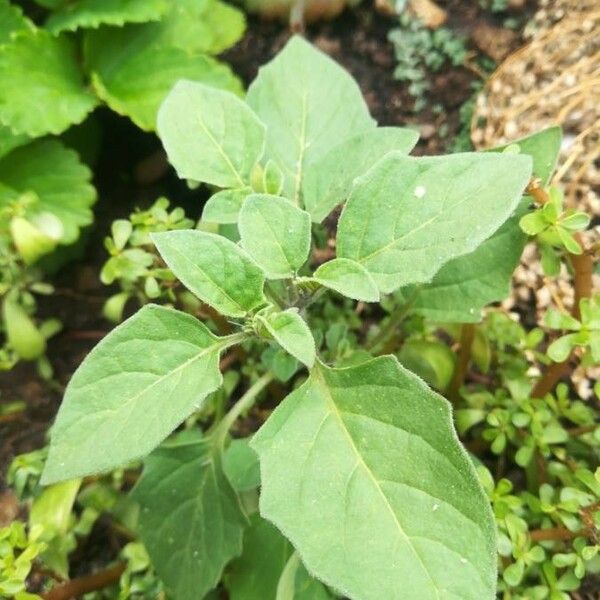 Solanum americanum Лист