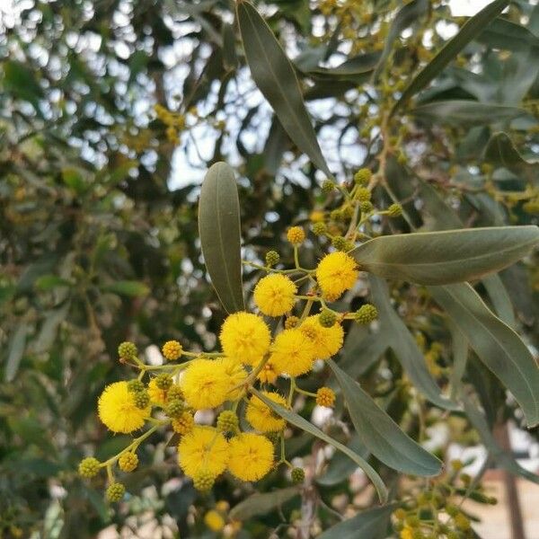 Acacia retinodes Кветка