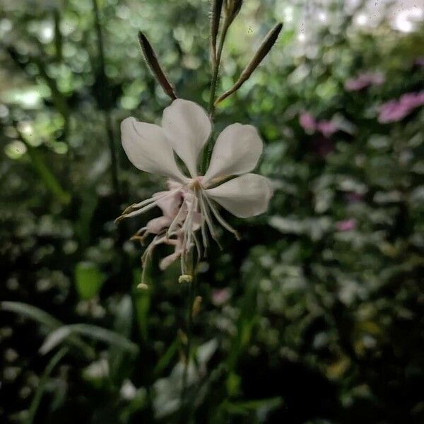 Gaura lindheimeri 花