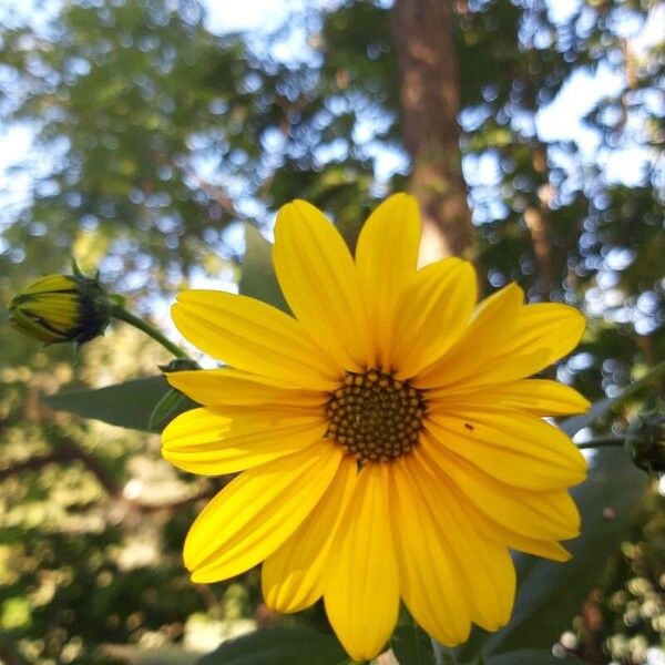 Helianthus × laetiflorus Blomma