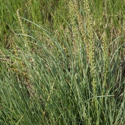 Triglochin maritima Habit