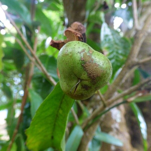 Camellia sinensis Fruit