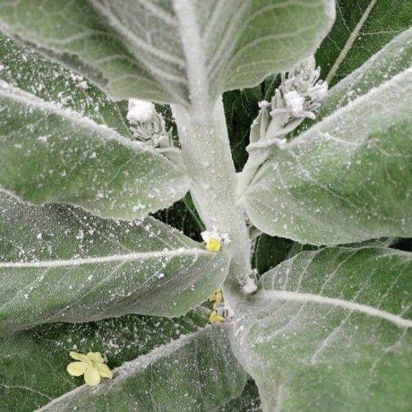 Verbascum pulverulentum چھال