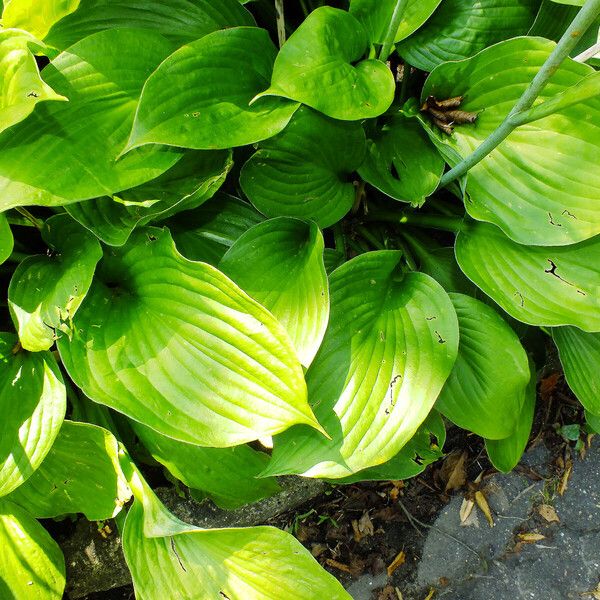 Hosta plantaginea Blad