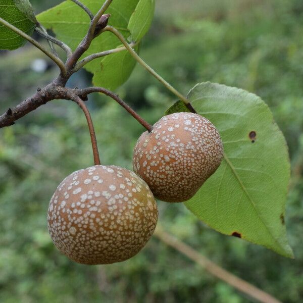 Pyrus pashia Owoc