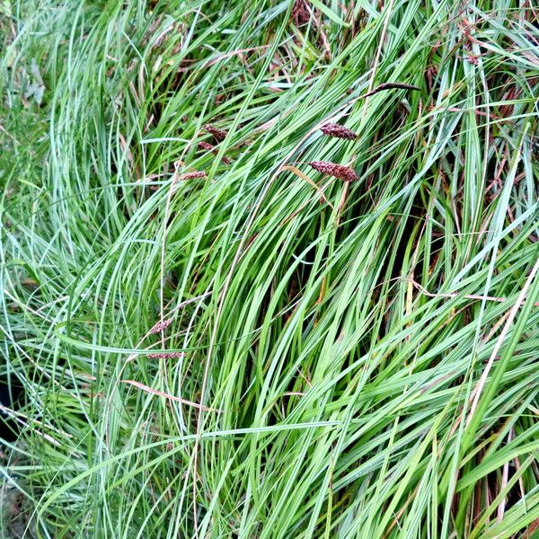 Carex brizoides Pokrój