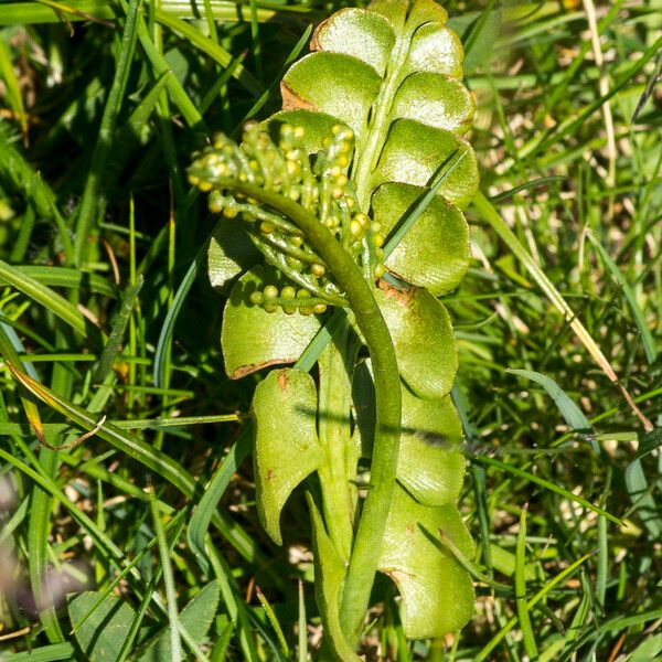 Botrychium lunaria (Common moonwort)