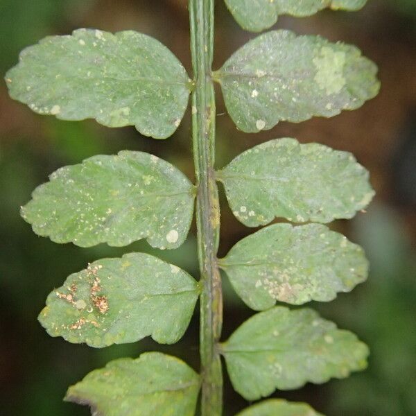 Asplenium barteri Blatt