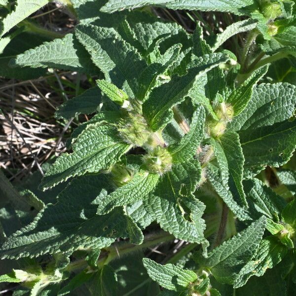 Phlomis herba-venti Blad