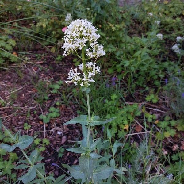 Valeriana rubra Цвят