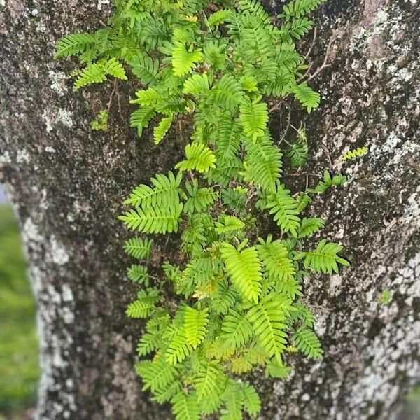 Pleopeltis polypodioides List