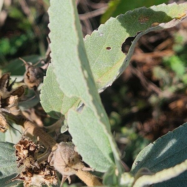 Melhania ovata برگ