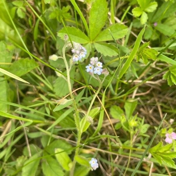 Myosotis arvensis 形態