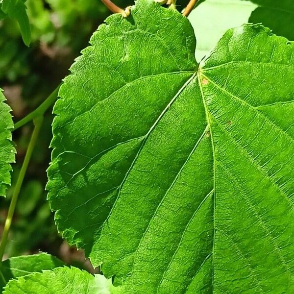 Tilia cordata Hoja