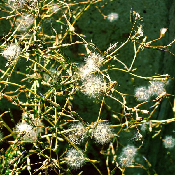 Lactuca serriola Frukt