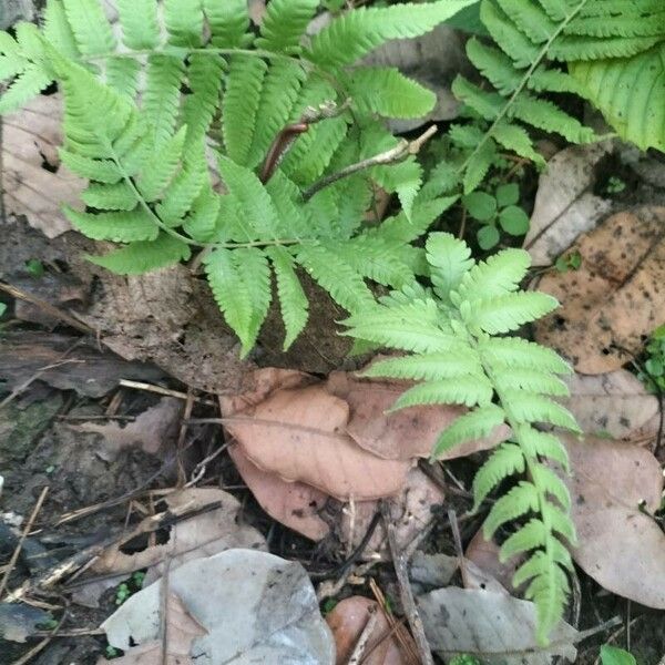 Phegopteris connectilis Blatt