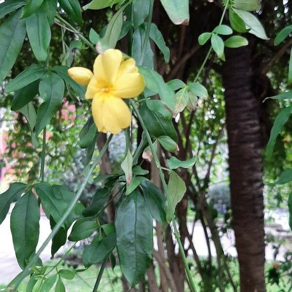 Jasminum mesnyi Blomst