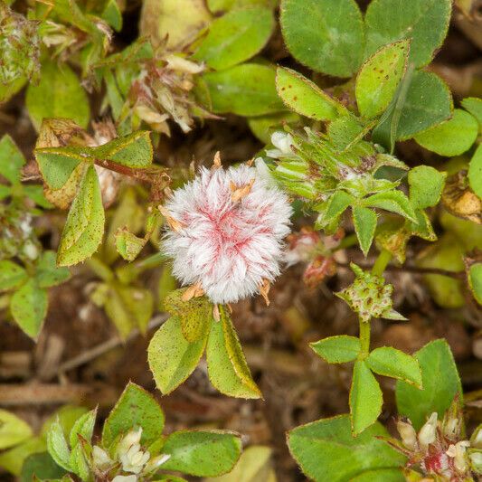 Trifolium glomeratum ᱡᱚ