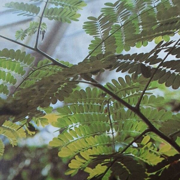 Caesalpinia pulcherrima Folio