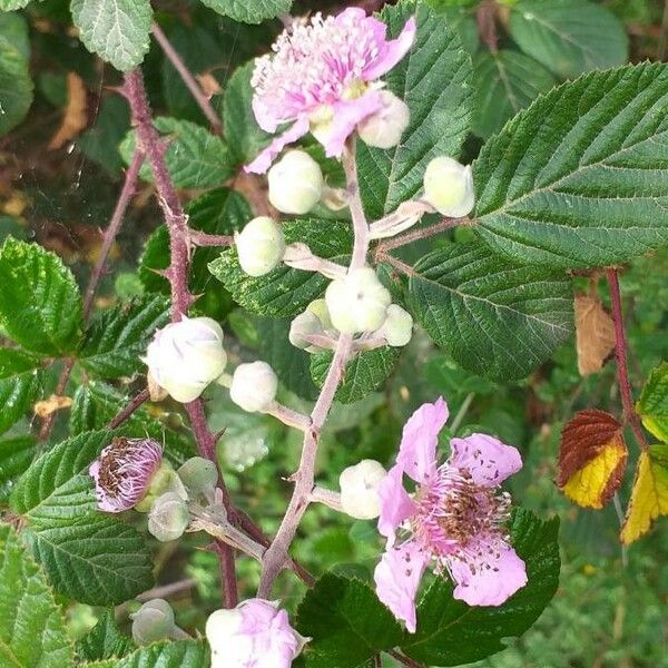 Rubus ulmifolius Blüte