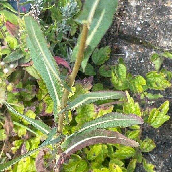 Lactuca serriola Folio