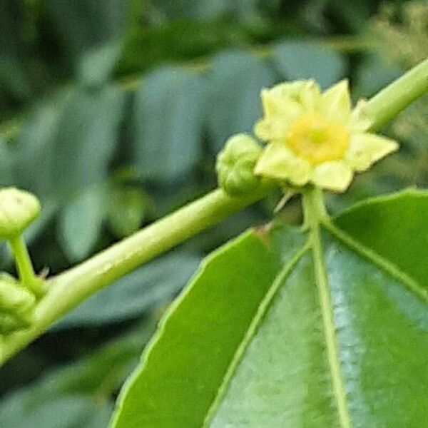 Ziziphus jujuba Flower