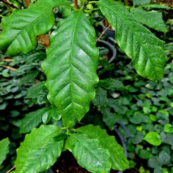 Coffea arabica Blad